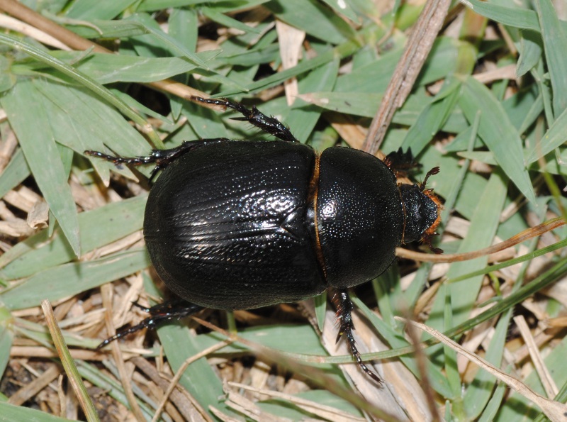 Pentodon bidens punctatus